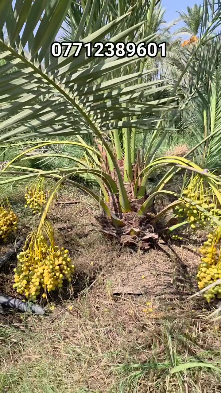 السلام عليكم متابعينا الكرام 🌴

متوفرة للبيع 
نخلة "برحي حر" أماية مثمرة وحملها جيد
- عدد الفسائل: 2 فسيلة

للحجز والاستفسار:
مشتل سلام الشمري
واسط - قضاء الصويرة - مجاور محطة ديار شمر
*********** | ***********
