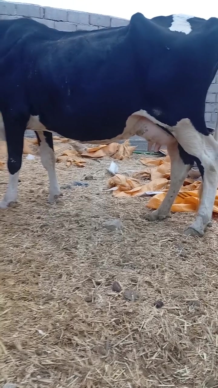 جمه عرموطه • اصلي • توصيل