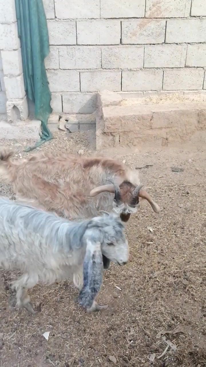 قفل • زوج • كركوك