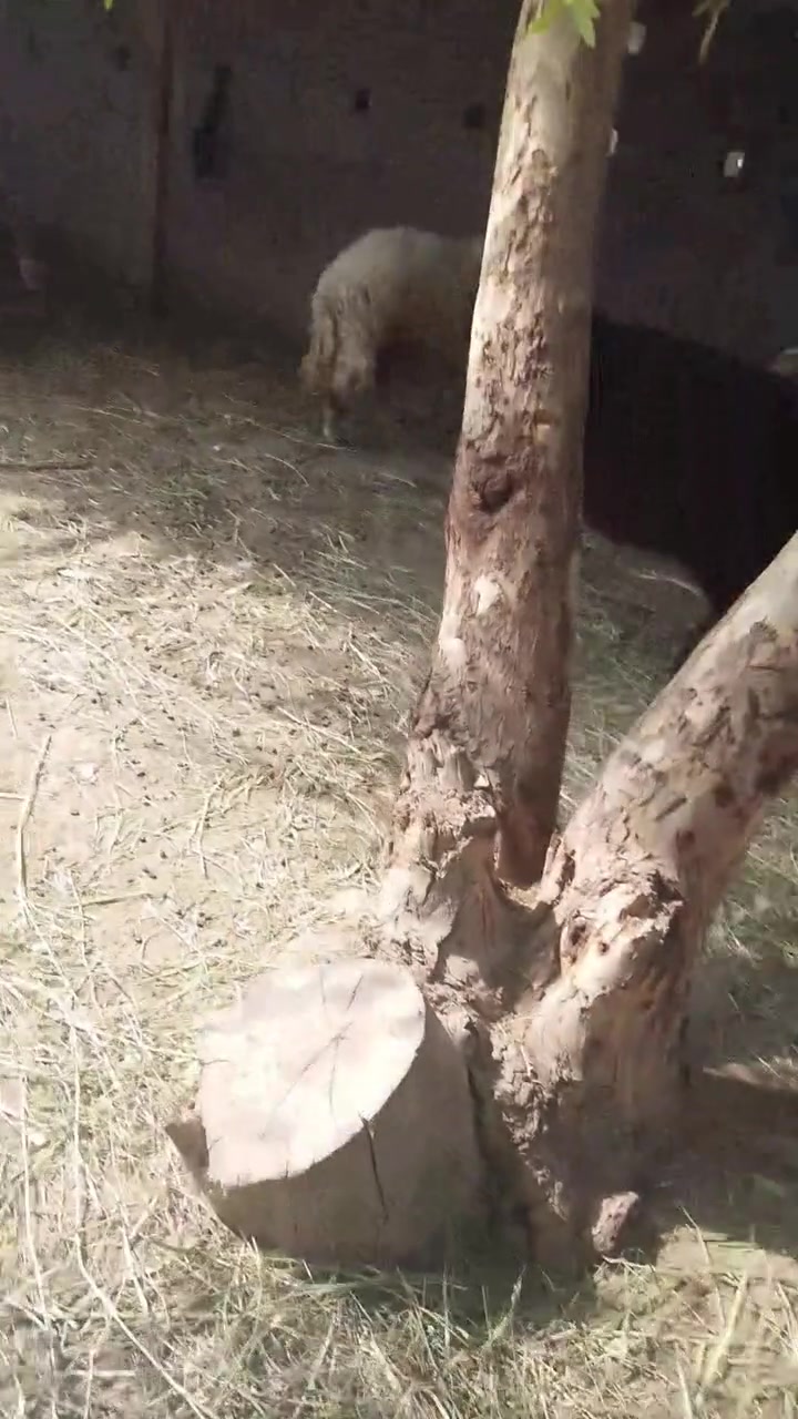 طلبات • للبيع • جزيرت الخالديه