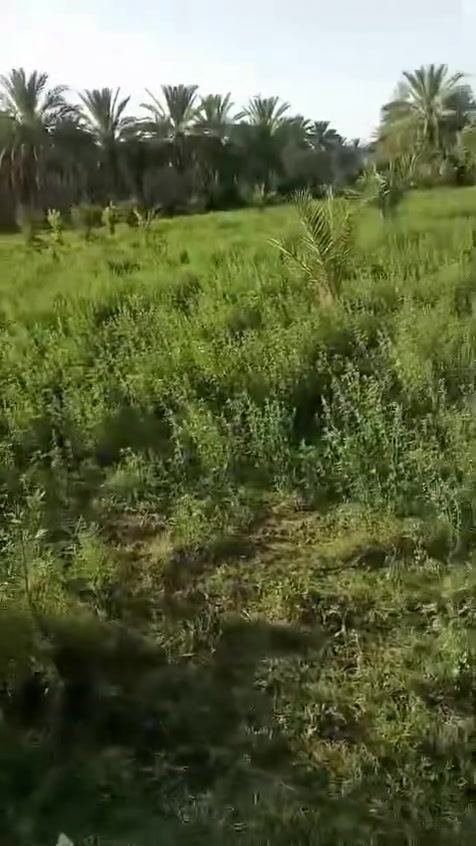 بابل المسيب • ٣ دونم • سند ٢٥