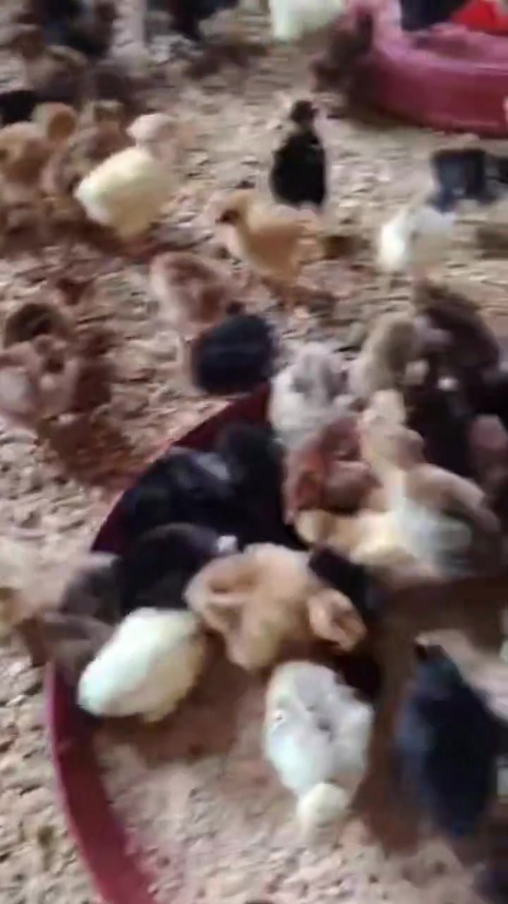 افراخ عرب ركابي • عدد مفتوح • بابل شارع ١٠٠