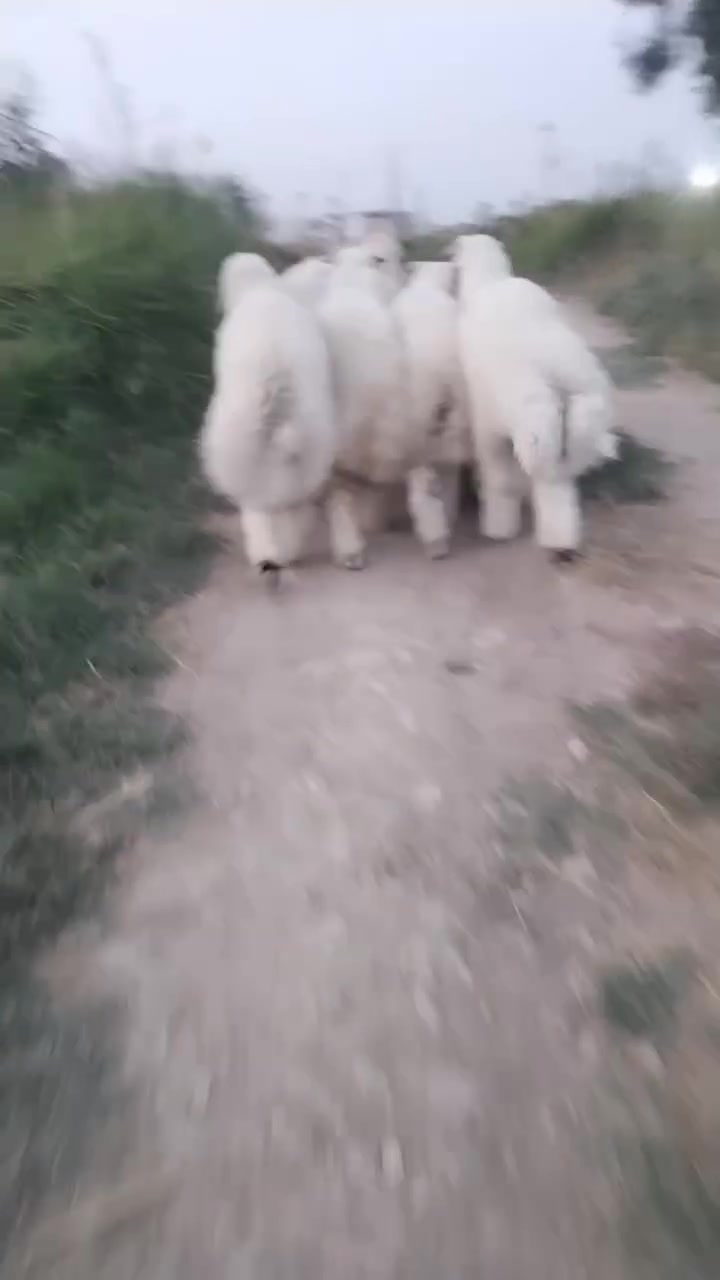طليان • للبيع • ديالي كنعان