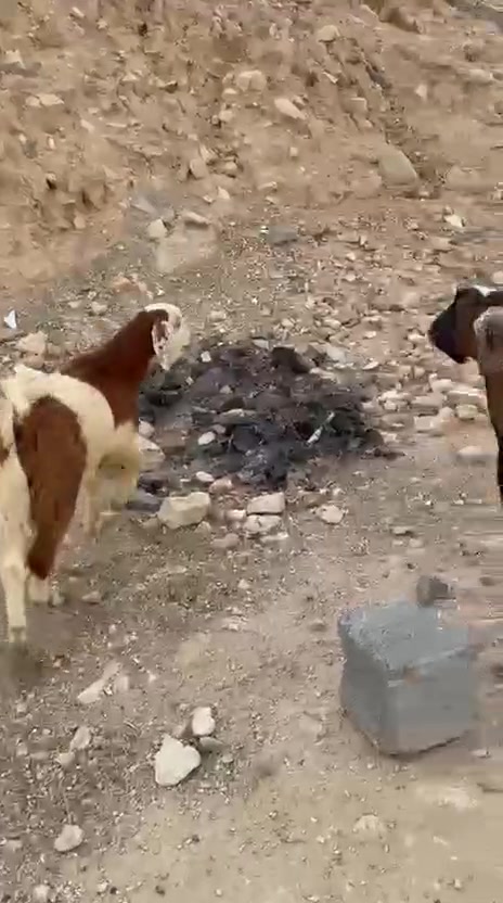 سمان • لحم • حديثه الحقلانيه