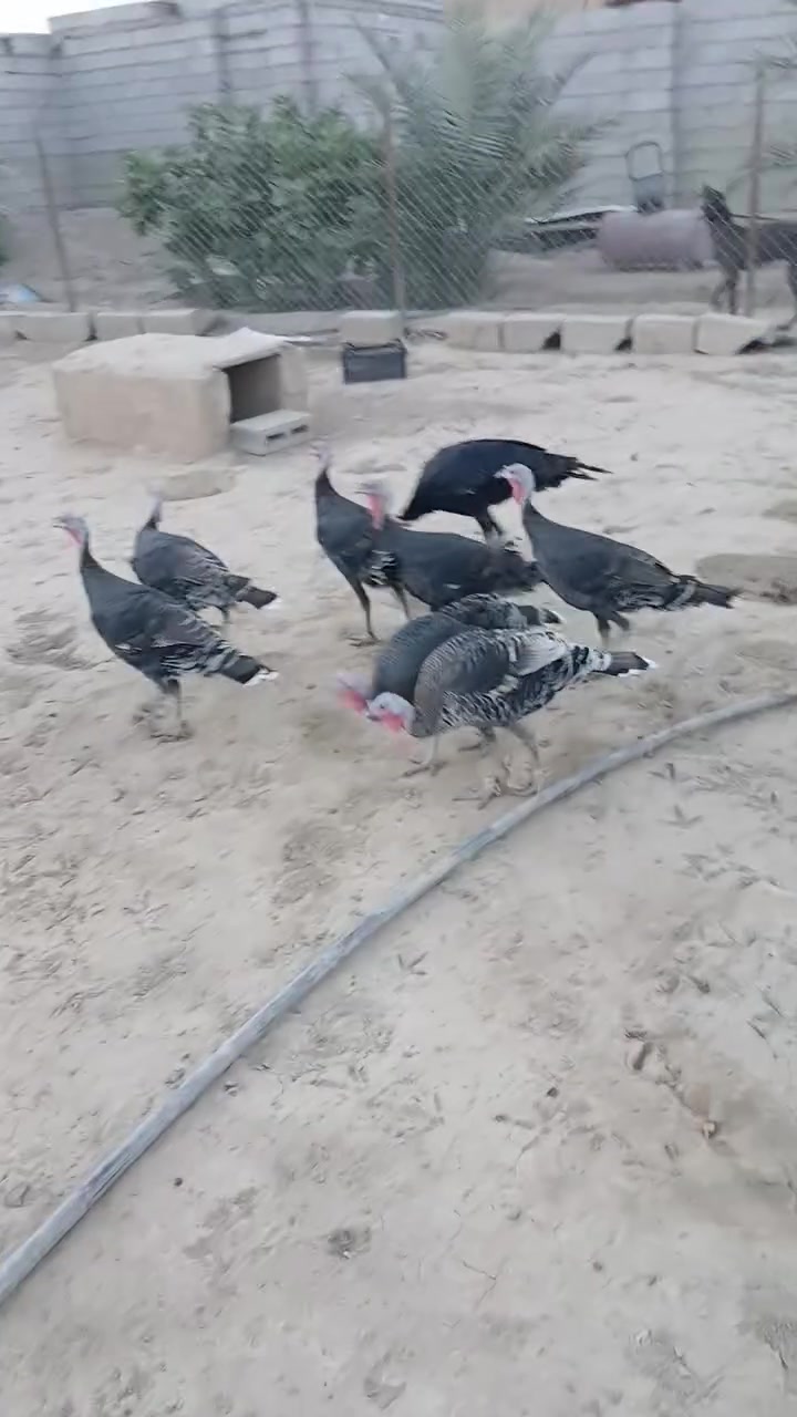 للبيع • بهرز • قرية ابو خميس