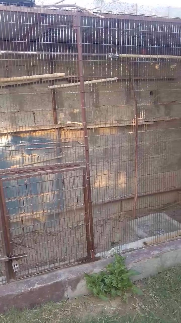 محميه للبيع تاخذه كبل اشده الطول 3م والعرض متر ونص والارتفاع مترين سعره175 الشراي يتصل ***********
مكاني الهارونيه
