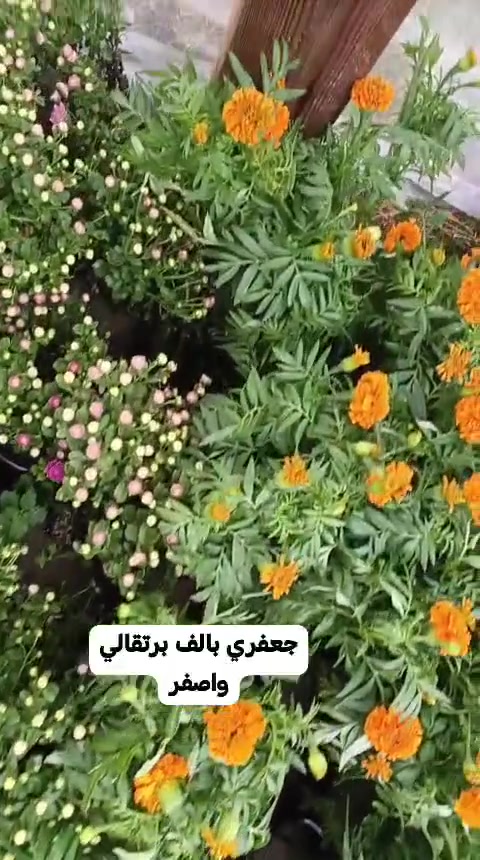 شتلات • فلفل حار • باذنجان