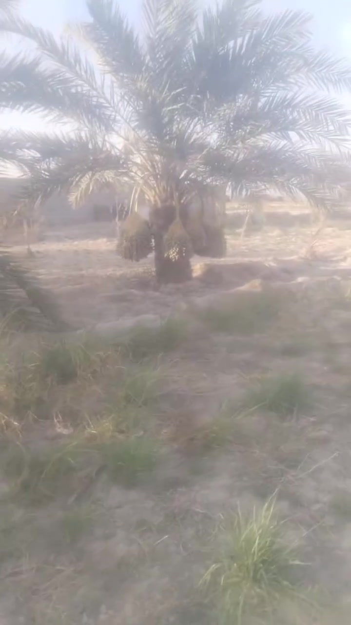 ارض زراعيه في بحر النجف الرهيمه قرب جسر عقد ٣٥ بسمي بيهه نخل حمال وحقل ٤٠٠ متر كهرباء ماء سقي متوفر المساحة ٤٢ دونم للبيع *********** واتساب او اتصال
