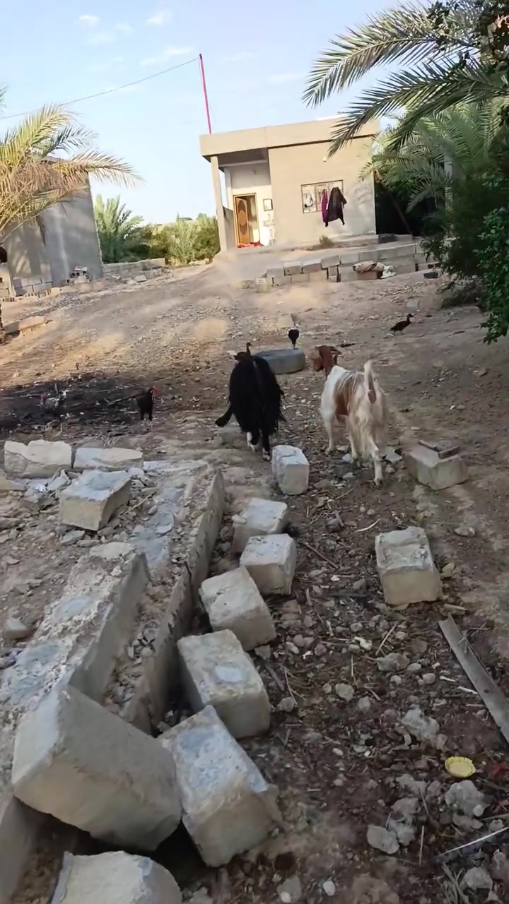 بسم الله ، متاح عنوز ٢ درجه أولى على كل عيب السوده عشار ٣ أشهر فحص سونار والبكعه حانيه المكان صلاح الدين العلم الشراي يتصل ويتدلل ***********

نص مكتوب في الصور:
- CAMON 30 23mm f/1.8 1/128s ISO50
- CAMON 30 • 23mm f/1.8 1/128s ISO50