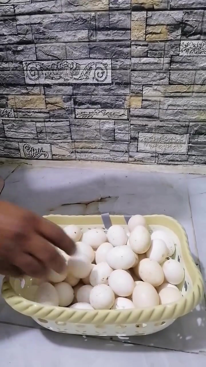 بيض دندراوي • خط أول • البصرة مستشفى الفيحاء