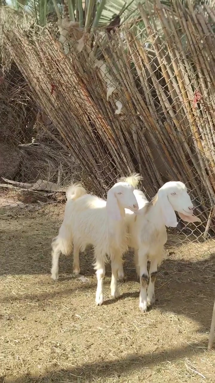 *********** 
الانبار هيت
