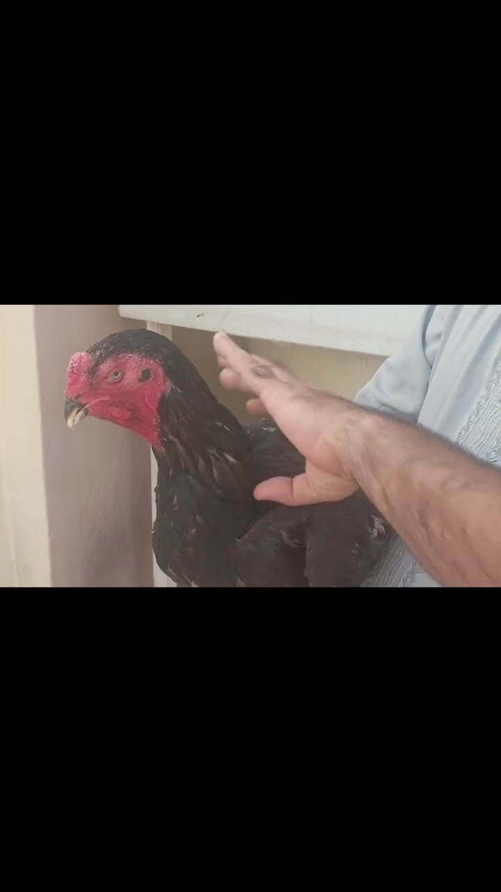 ديك هزاز • كوبرا • النجف