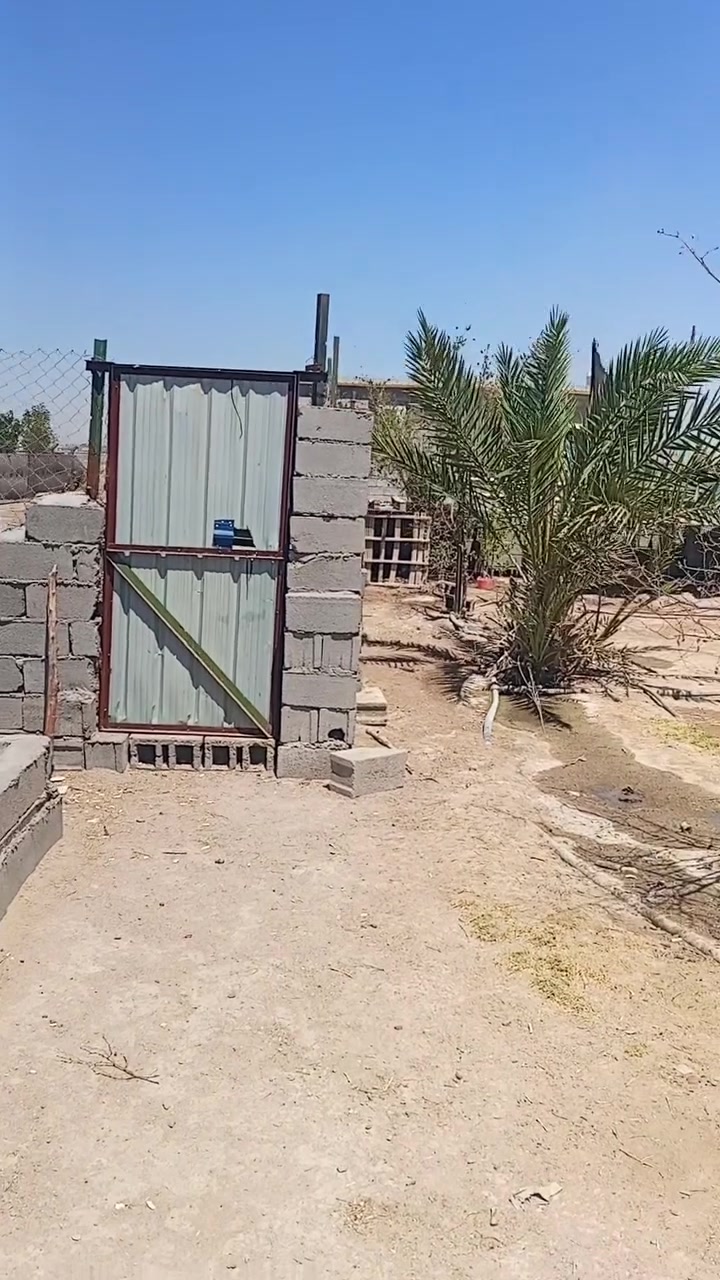 سلام عليكم للبيع كاع المساحه نص دونم وبي محميه ومزروع سدر العنوان زبير دواجن قرب سيطرة البحرية الاتصال برقم ***********
