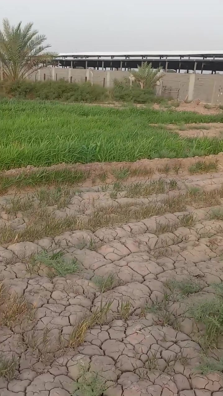 نصف دونم للبيع بلقرب من مزرعه ابو سجاد واجه ٥٦ نزال ٢٨ يوجد رواءي قريب منها للاسفسار اكثر ***********
