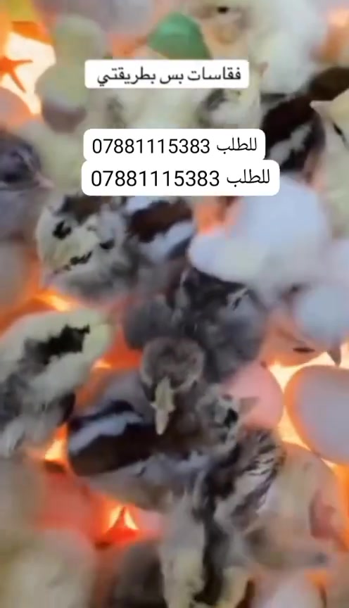 فقاسة • ١٠٠ بيضة • تفقيس ٩٠٪