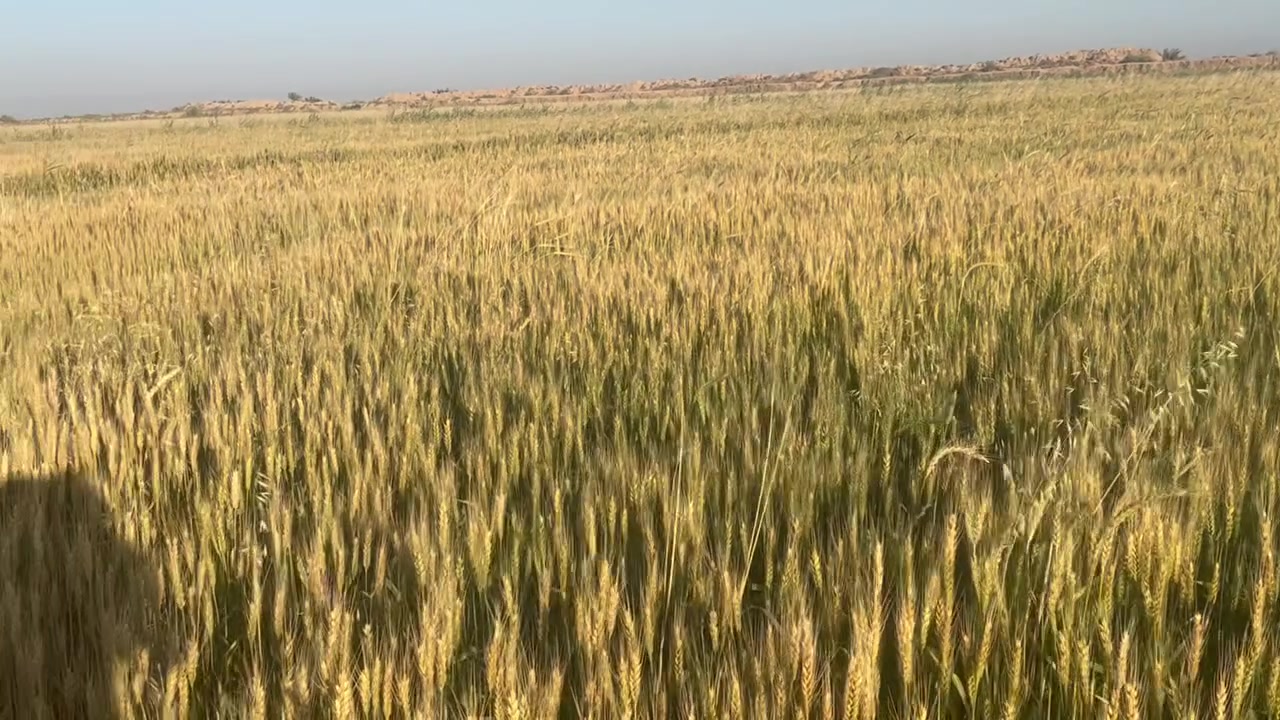 سلام عليكم كاع 40 دونم على مشروع المغيشي متوفر ماء شتاء وصيف مشتغلها كراب فدان وليزر للاستفسار الاتصال على الرقم ***********
