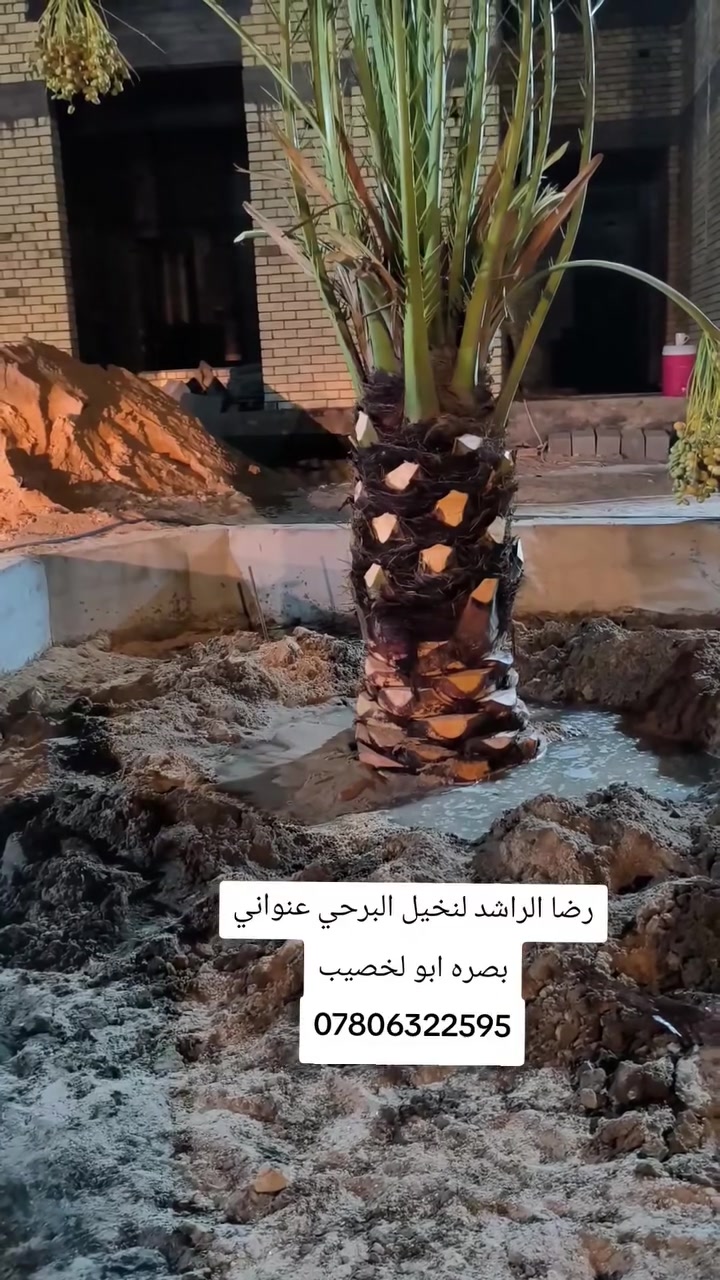 رضا الراشد لنخيل البرحي عنواني بصره ابو لخصيب ***********
