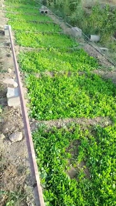 خس • للبيع • الطارمية