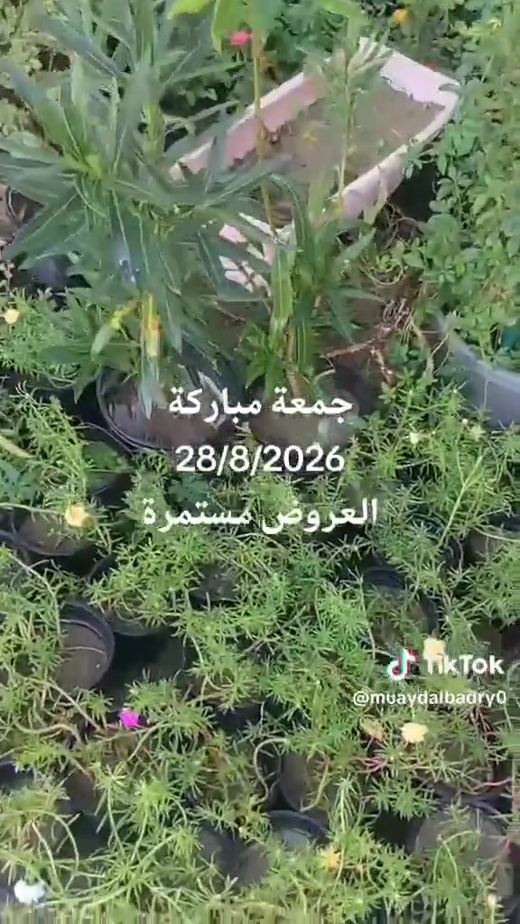 �✨ حوّل مساحتك إلى لوحة من الجمال مع مشتل ومنحل كاردينيا ✨🌿
إذا كنت تبحث عن لمسة فخامة وأناقة لحديقتك، فنحن في مشتل ومنحل كاردينيا نقدم لكم كل ما يلزم لتحويل أي مساحة إلى مكان ينبض بالحياة والجمال.

نحن لا نزرع أشجاراً فقط… بل نصنع مساحات تمنح الراحة والجمال وتترك انطباعاً لا يُنسى. 🌳🌺

📍 زورونا في مشتل ومنحل كاردينيا  
الموقع ديالى بعقوبه التحرير مقابل بيت كمبش والفرع الثاني بكاطون الرحمه للاستفسار الاتصال على الرقم ***********
