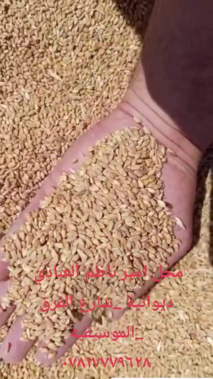 اللهم صل على محمد وال محمد 
السلام عليكم 
يوجد لدينا 
[حنطه علفيه]
محل امير ناظم العبادي 
ديوانية _شارع الفرق الموسيقية 
***********
جملة فقط .
