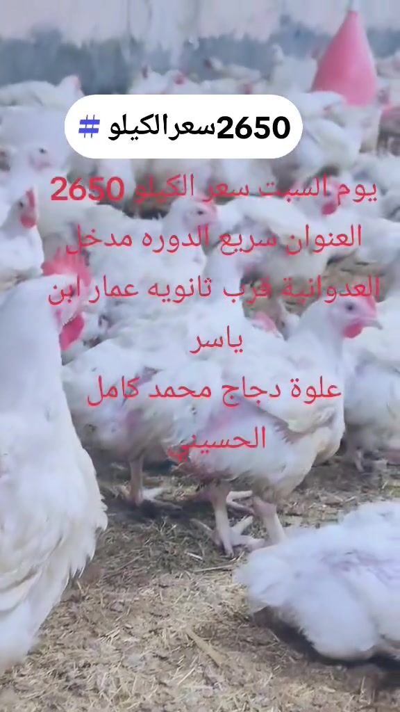دجاج خشن • نظافة فول • تجهيز مناسبات