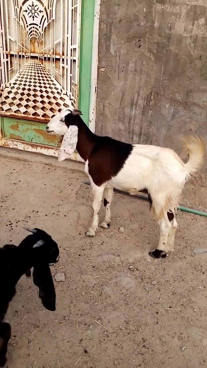 جفره • حلوه • الشطره