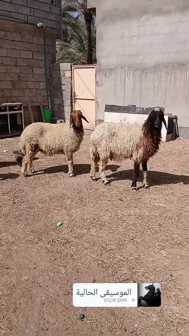 غنم • ١٤ راس • فحص سونار