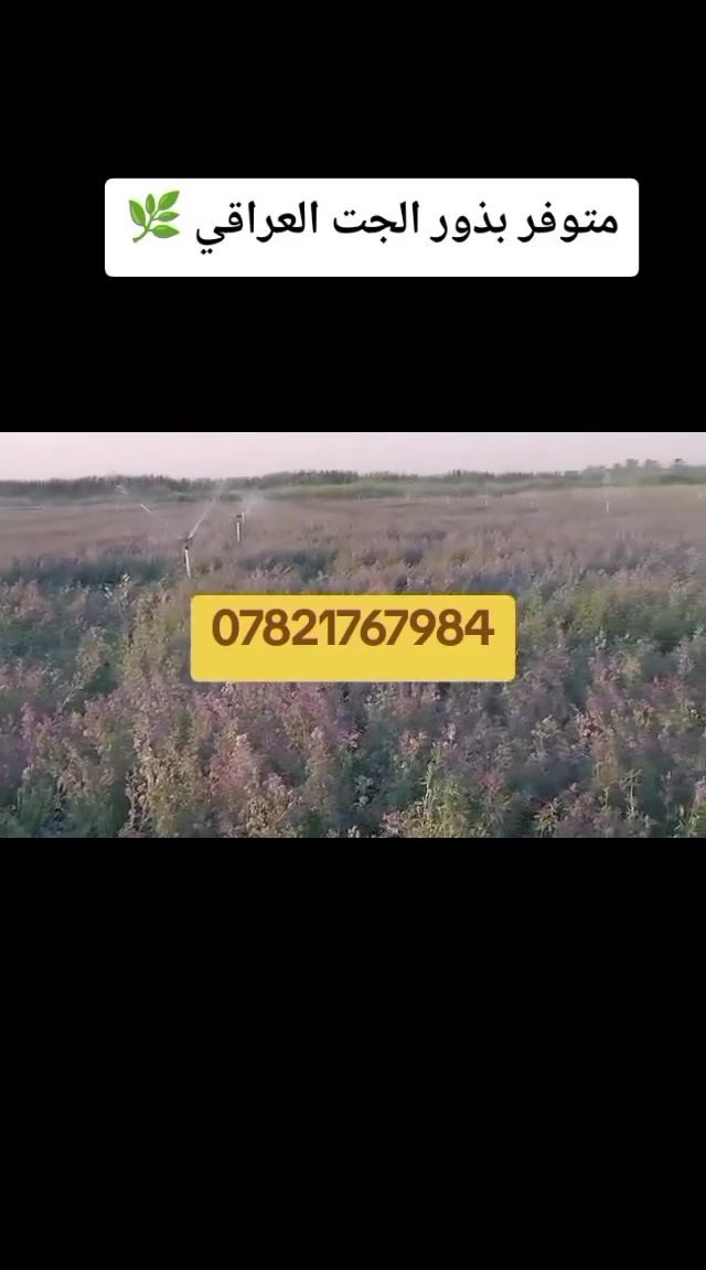 بذور الجت • عراقي اصلي • مضمونه