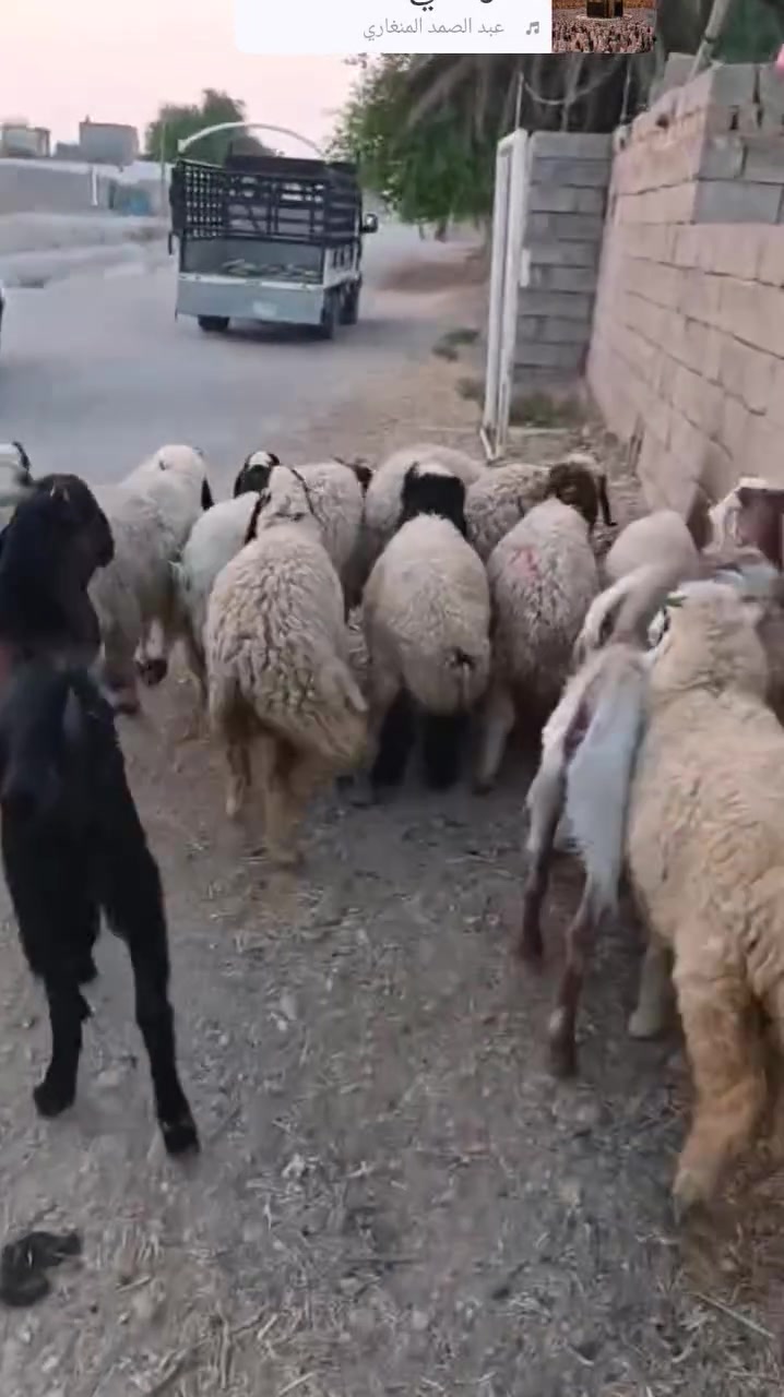 بسم الله ما شاء الله
وينه الي يدور حلال اوله

#بجر زراعيه مال جني عليها ٦ أشهر متعهده عل فحص حلوه وهديه جدا وينهم الجناية

#فطايم العدد ١٢_/من حلال اكريش حلوات وخشنات يرهمن  ارباط وكصابه حلال اوله

#كشاتير أسمان كلش حلوات وخشنات

#المكان واسط الشحيميه قريه ١٠
*********** اتصل

علق أب تم يوصلك كلشي جديد @إشارة
