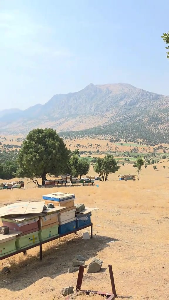 هه نگونی  ئه سڵ  #کوردستان_سلێمانی_کەرکوک_هەولیر #سلێمانی   ژمارە ی فرۆشرار  یان  خاوە نی#***********#***********#
