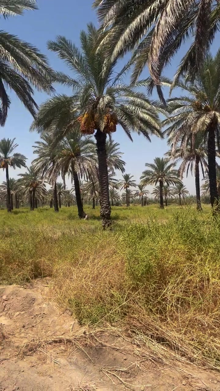 الصويرة الديوانية الجنوبية • ١٠ دونم • سند ٢٥