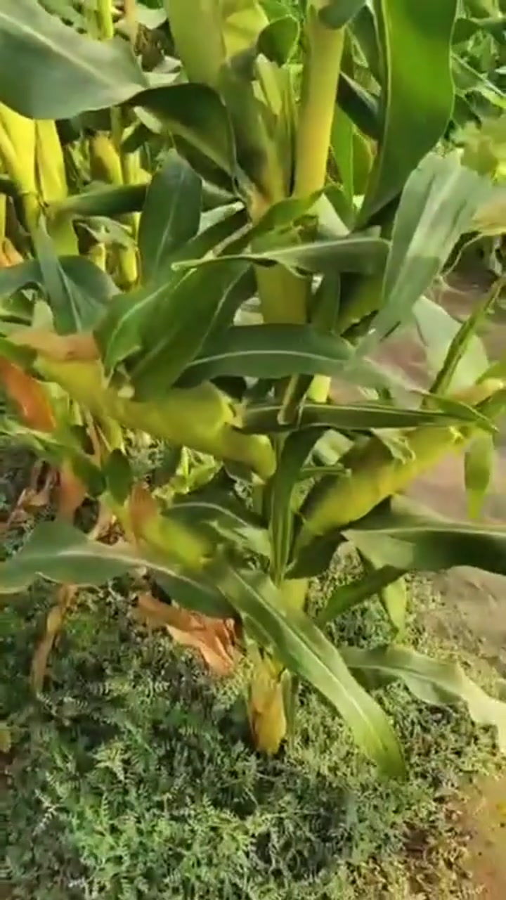 للفلاحين • بستنة • خدمات زراعية