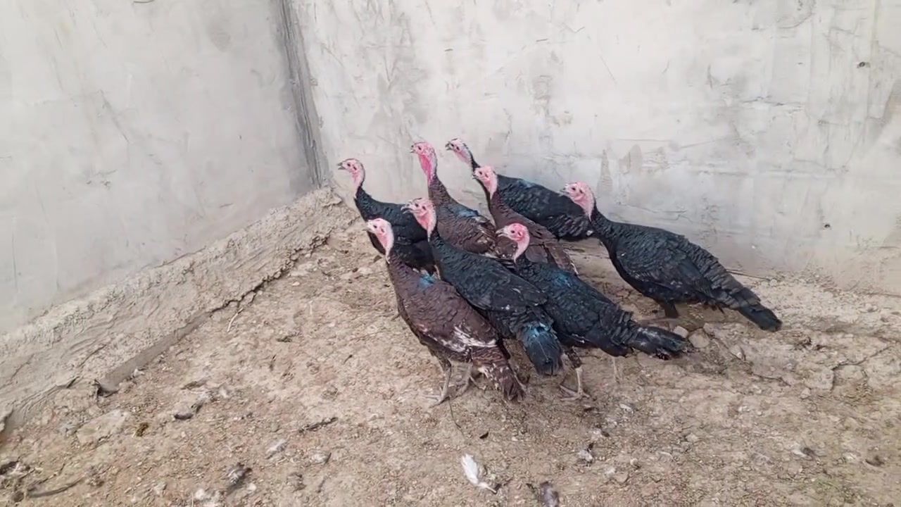 بصرة • فحوله • ونثيات