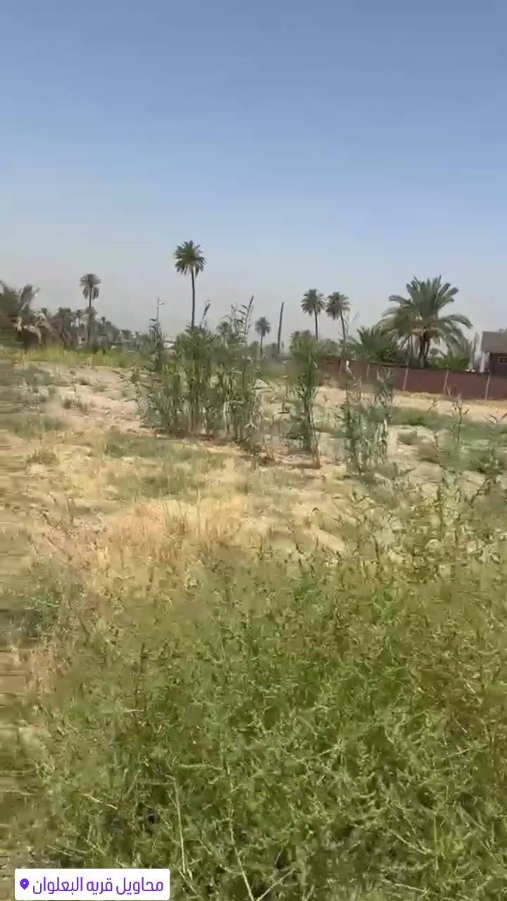 أرض شاطيه • بابل البعلوان • سند ٢٥