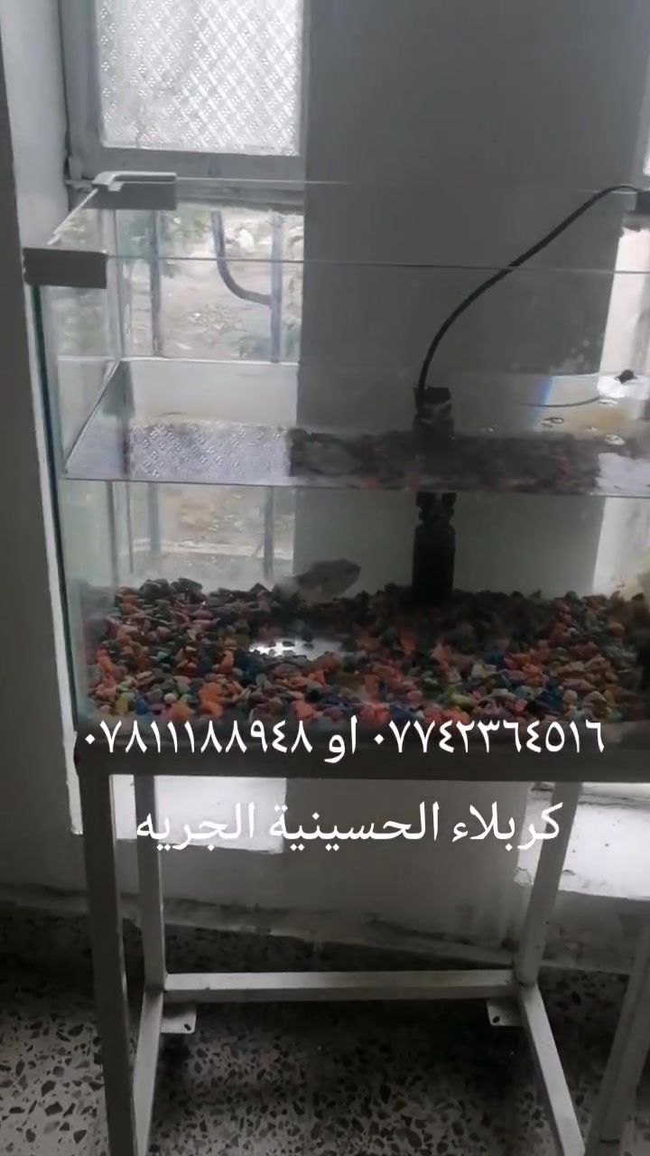 لا توجد تفاصيل
