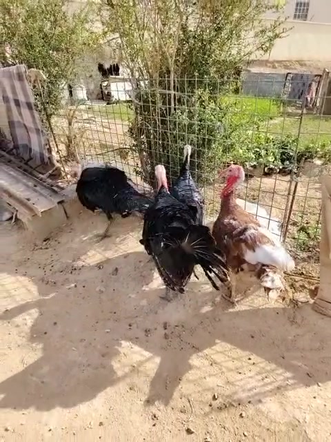فسيفس • افحل