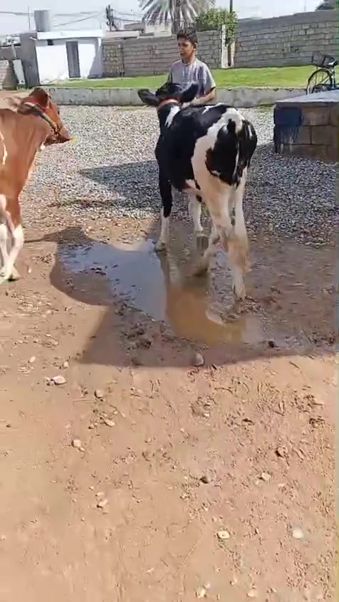 جوز اباجير • جنس فول • صلاح الدين الشرقاط