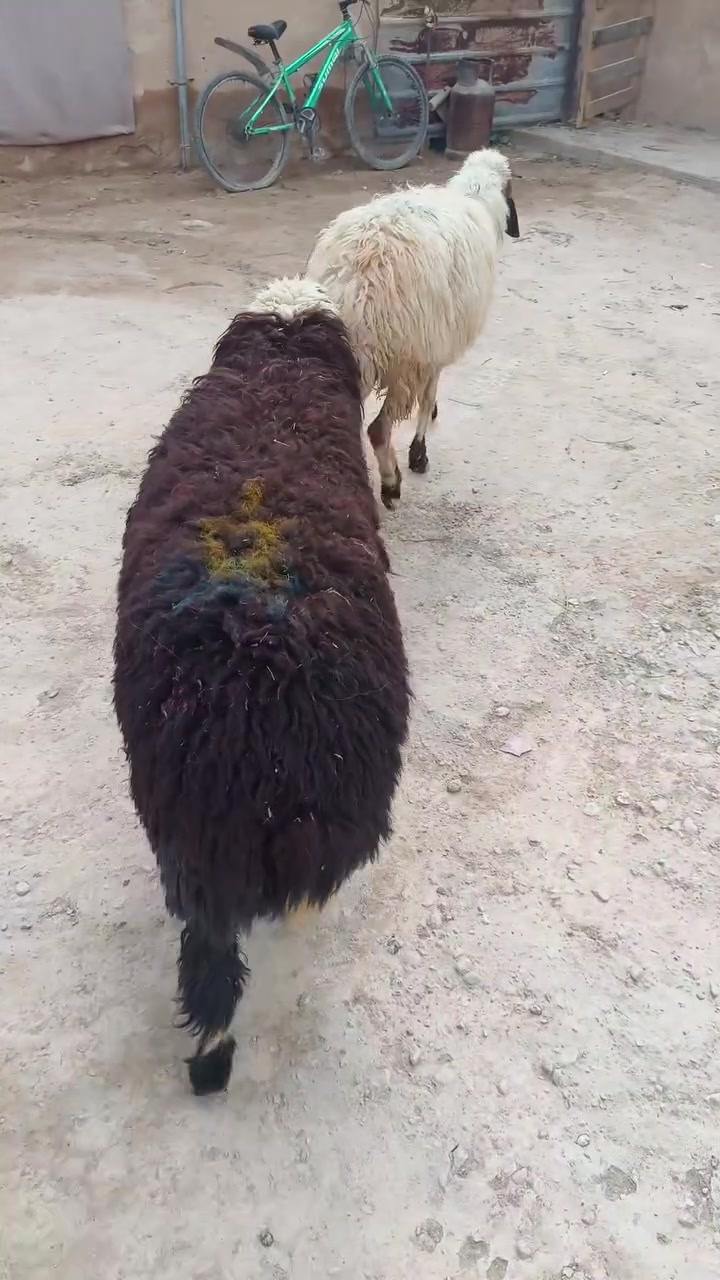 دجه ٣٤٠ • انعجه ١٣٠ • للبيع