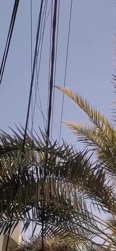 نخلة برحي مع حملها مناسبة لحدائق البيوت
***********

النجف حي الغري

السعر مليون ونص
