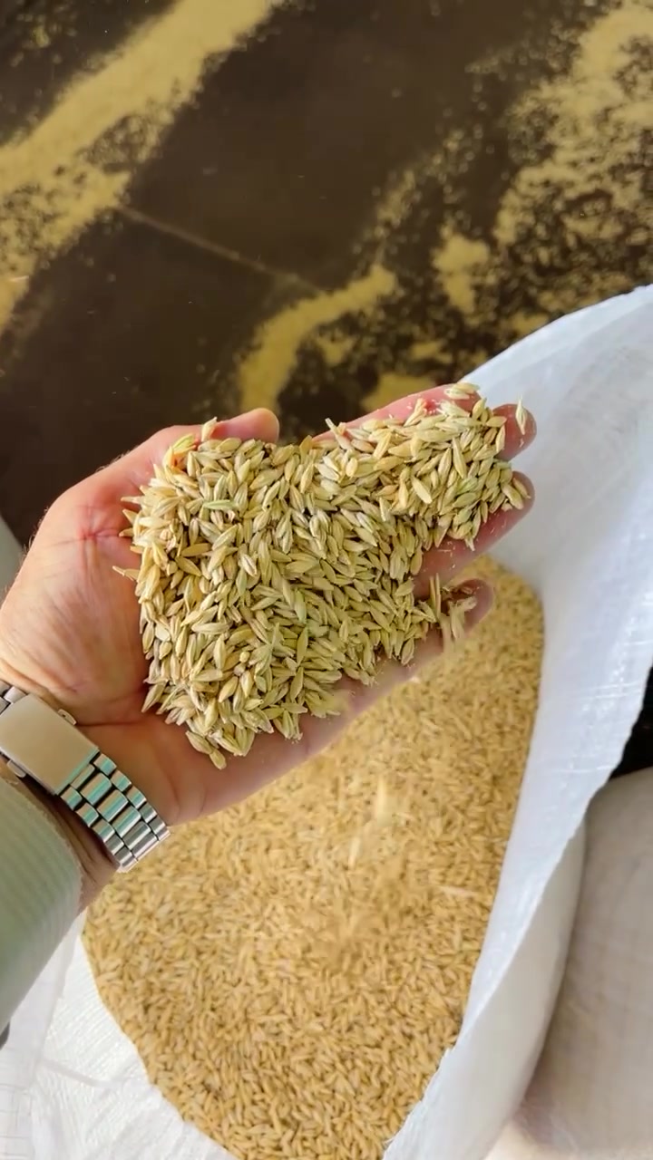 سلام عليكم 
يوجد الدينا حنطه بذور ادنه وعربيه وفيه 
وحنطه علفيه 
وشعير محلي بذور 
العنوان بابل ناحيه الشوملي 
***********
