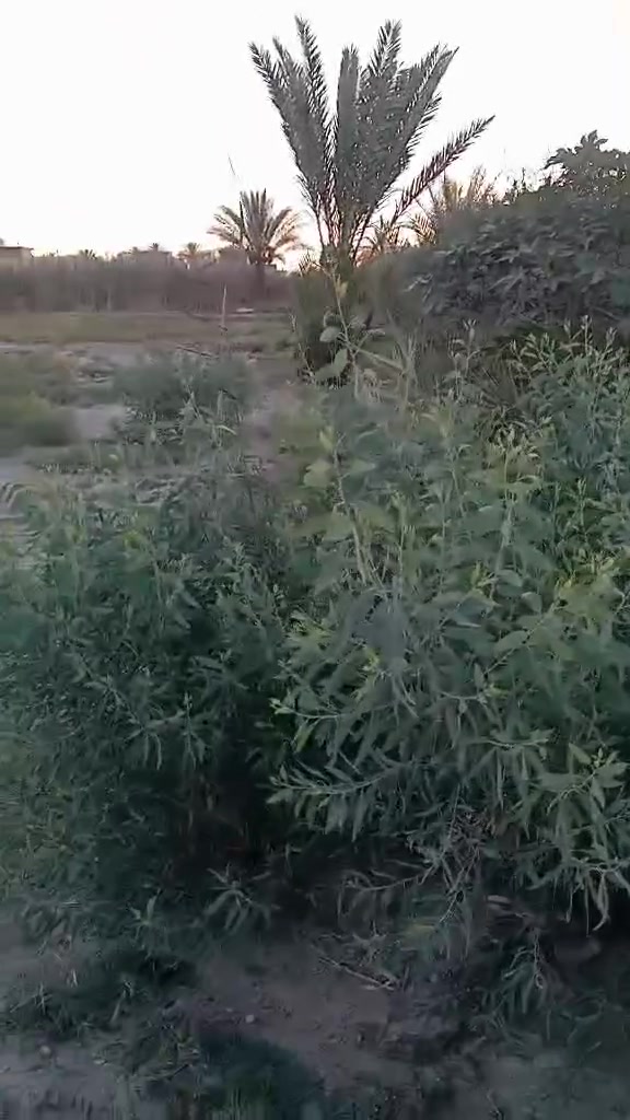 الكرمة • الگناطر • أرض