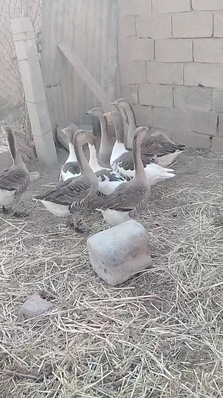 سلام عليكم شباب وز عدد 8 و4 بطات هم لبيع مكاني بل الهارونيه خاص مفتوح و هاذه رقمي
سعر الوز زوج عل 55 و بيهن مجال قليل و 4 بطات كلهن 50 و بيهن مجال قليل و هاذه رقمي ***********

