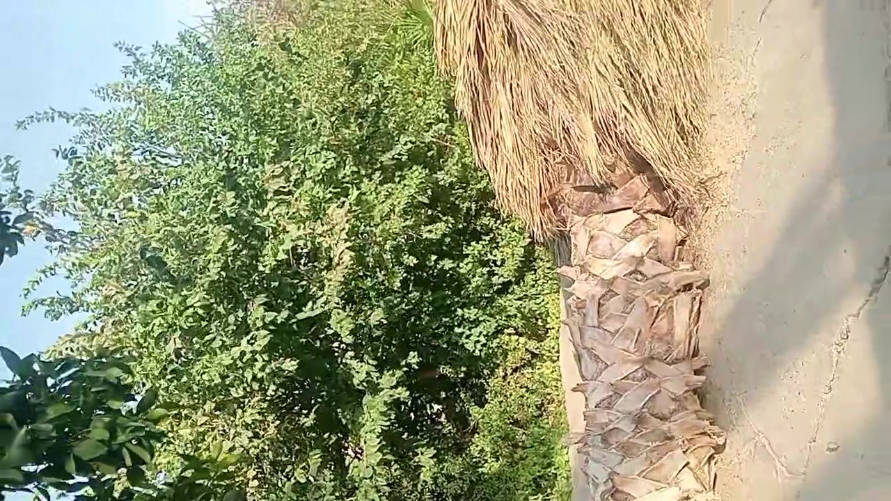 سلام عليكم
كادر عمل تنظيف الحدائق 
يوجد تغليم اشجار
يوجد تغليم اس
يوجد تصفيف حجر 
يوجدبنها شتايكر
يوجد تنضيف ترتيب حواش 
يوجد شغل ثيلات 
يوجد زراعه ورود واشجار 
شغل ثيلات تصفير 
تواصل ) ***********
