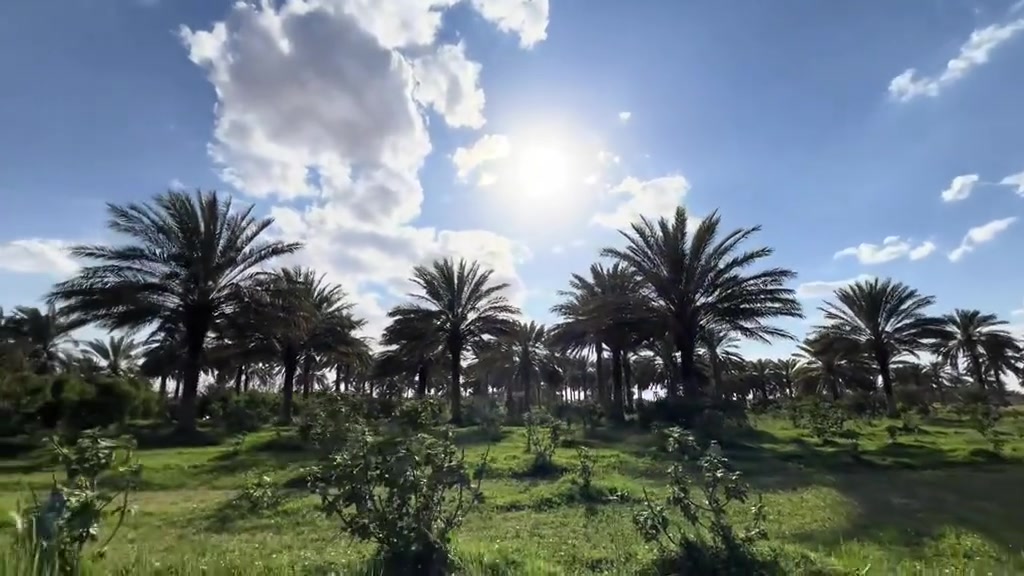 ابو غريب • دوانم زراعية • سند 25