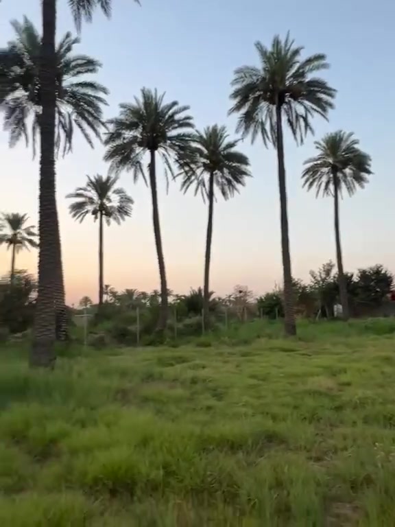 السلام عليكم دونم للبيع طابو ملك صرف واجهه 45يحتوي على نخيل شارع 6 م قرب شارع سيد علي المدائن خدمات ماي كهرباء سحب ترهم مزرعه للاستفسار ***********جهاد الشمري
