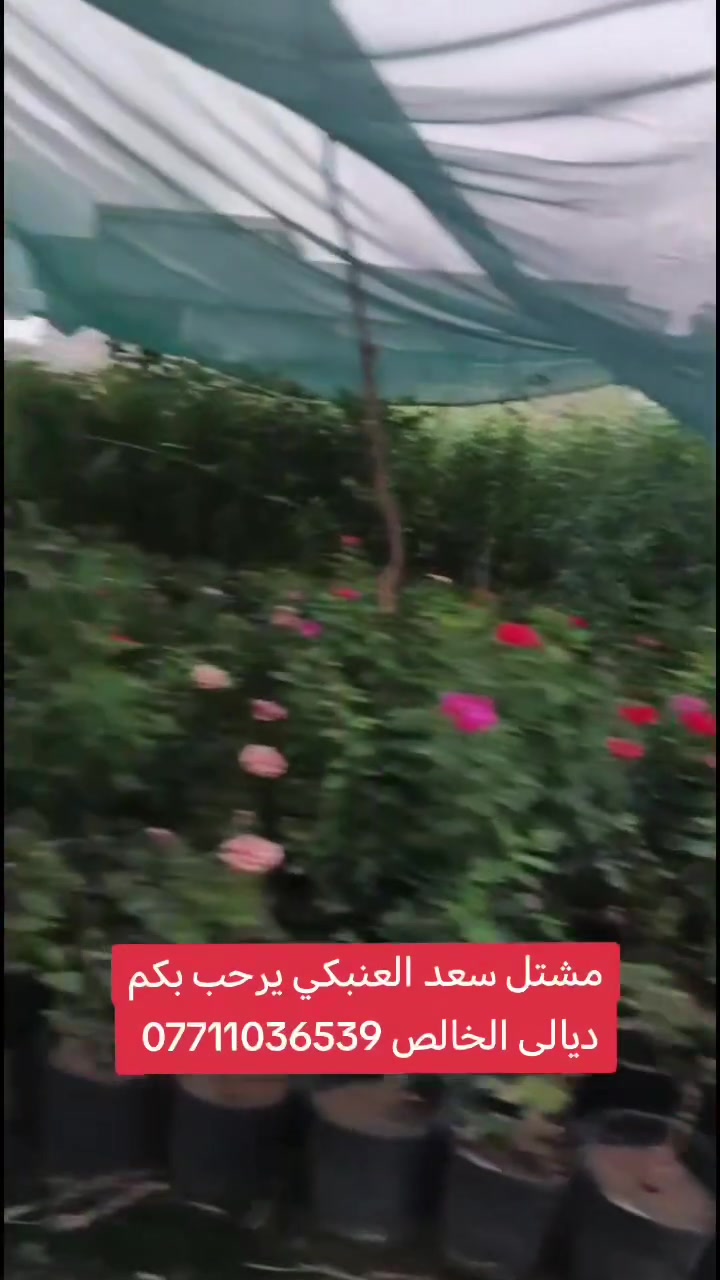 ورد صباح ورد عراقي عطري ورد جمال ياس عراقي جهنمي قزمي مشتل سعد العنبكي يرحب بكم ديالى الخالص سعر مناسب جمله ومفرد  ***********

