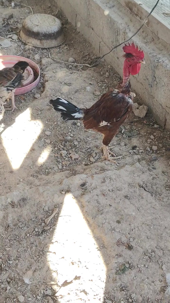 متاح دجاج عرب
***********
