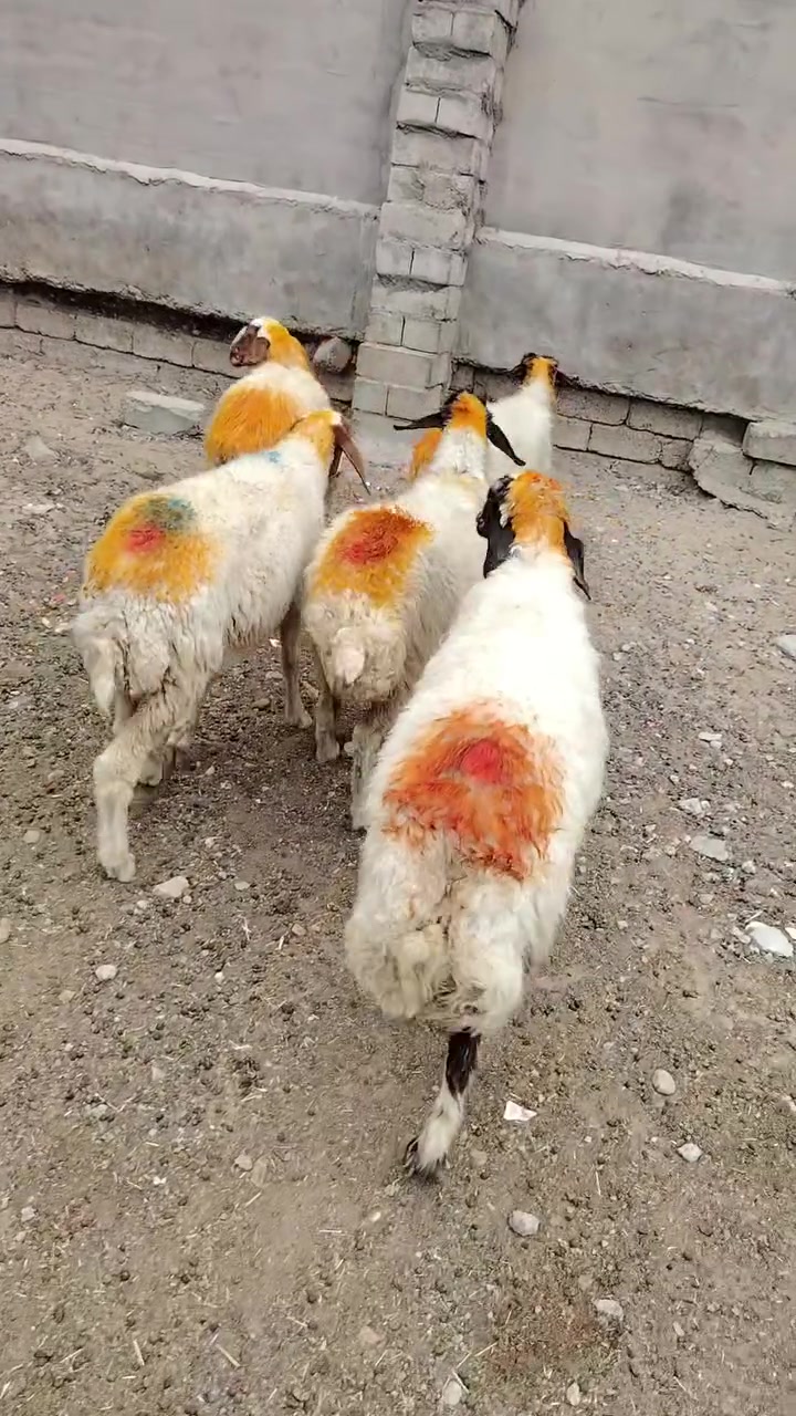 سلام عليكم
يوجد نعاج وراجين و عشر و بيهن محنيات شرط النصاحه العنوان بيجي ***********
