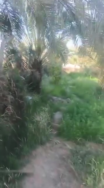 عبر الجسر السديناويه • ٣٨٠٠م٢ • نخل ٦٠