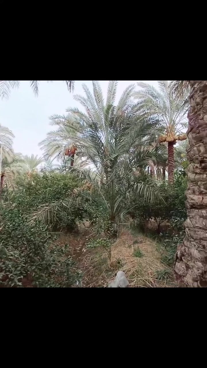 نصف دونم • الراشديه بغداد • طابو زراعي